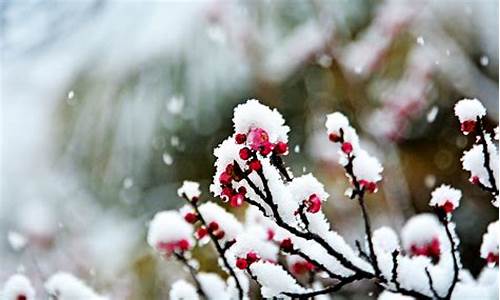 傲霜斗雪造句_傲霜斗雪